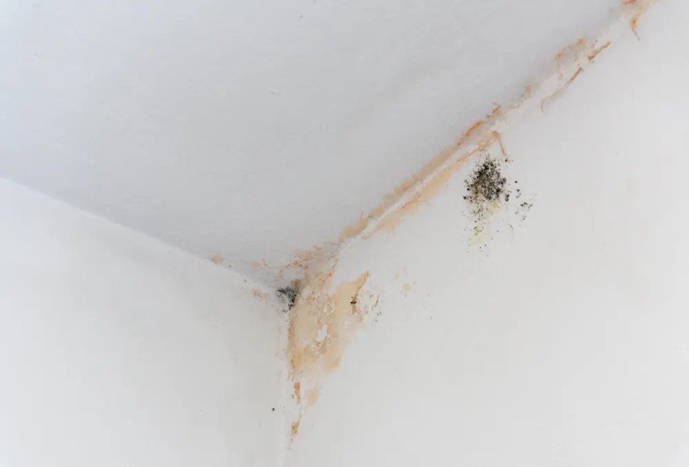 Is your home making you ill featured image. Image shows black mould stains in the corner of a wall.