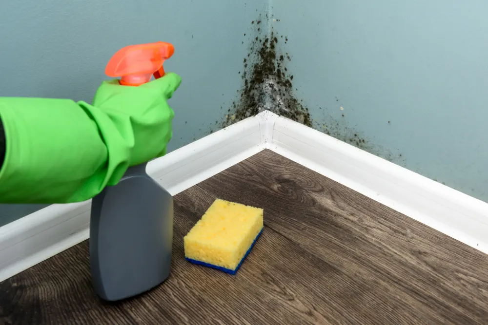 Is your home making you ill featured image. The image shows a spray bottle and sponge near a black mould wall.
